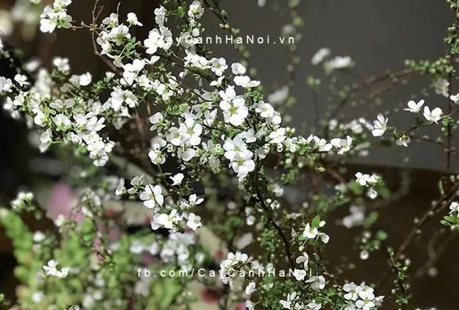 Hoa tuyết mai là biểu tượng của sự thanh cao, may mắn