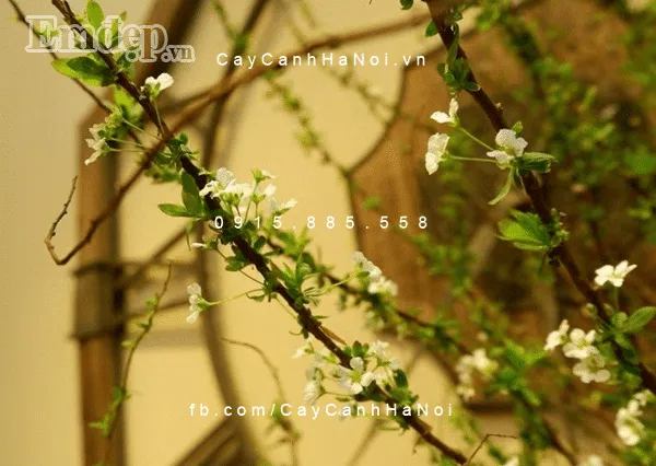 Hoa tuyết mai nên để ở nơi ấm áp, có ánh sáng phù hợp