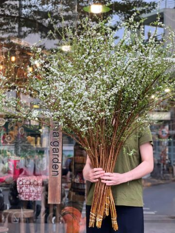 Cách Chăm Sóc Cây Mai Trắng Toàn Diện Để Đảm Bảo Ra Hoa Đúng Dịp Tết