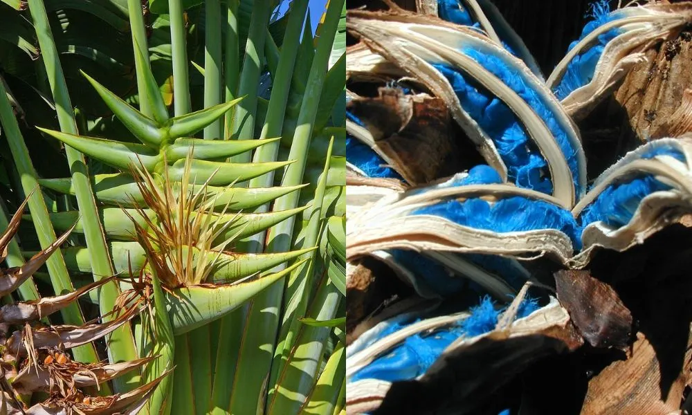 Hoa và hạt của chuối rẻ quạt có hình dáng đặc biệt và độc đáo