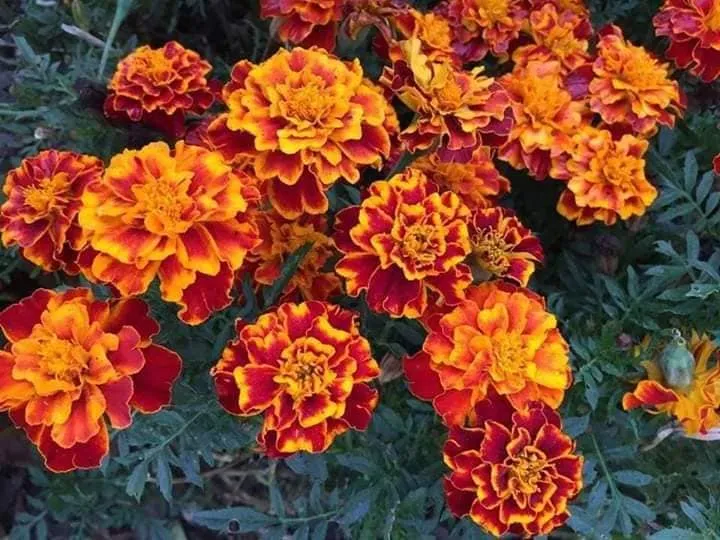 Hoa vạn thọ màu cam