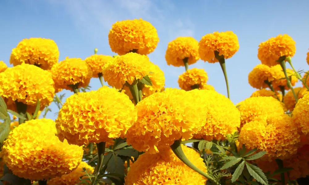 Hoa Vạn Thọ Nở Rộ Với Sắc Vàng Rực Rỡ, Áp Dụng Cách Chăm Sóc Hoa Vạn Thọ