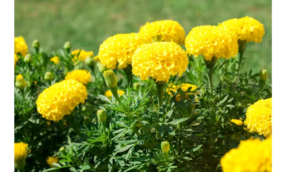 Hoa Vạn Thọ Với Nhiều Cánh Xếp Lớp, Minh Họa Cho Cách Chăm Sóc Hoa Vạn Thọ