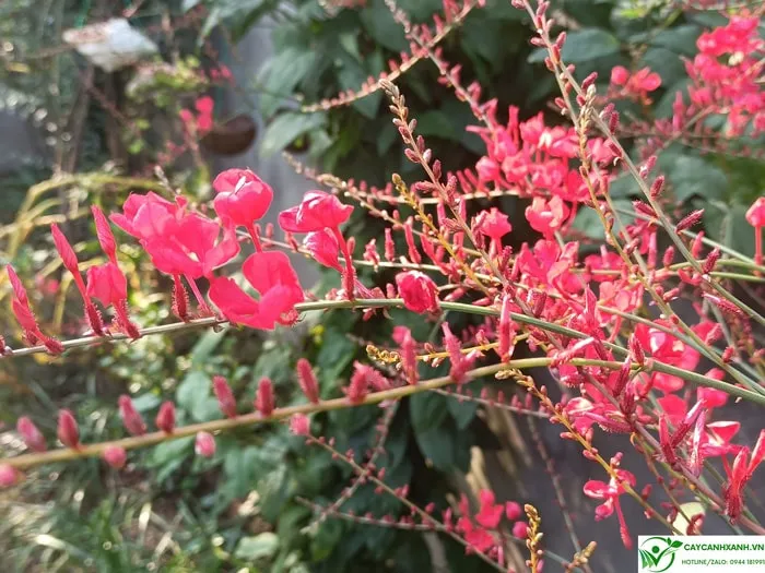 Hoa xích hồng trà