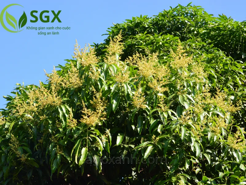 Hoa xoài nhỏ, màu vàng nhạt, mọc thành chùm dày đặc trên đầu cành