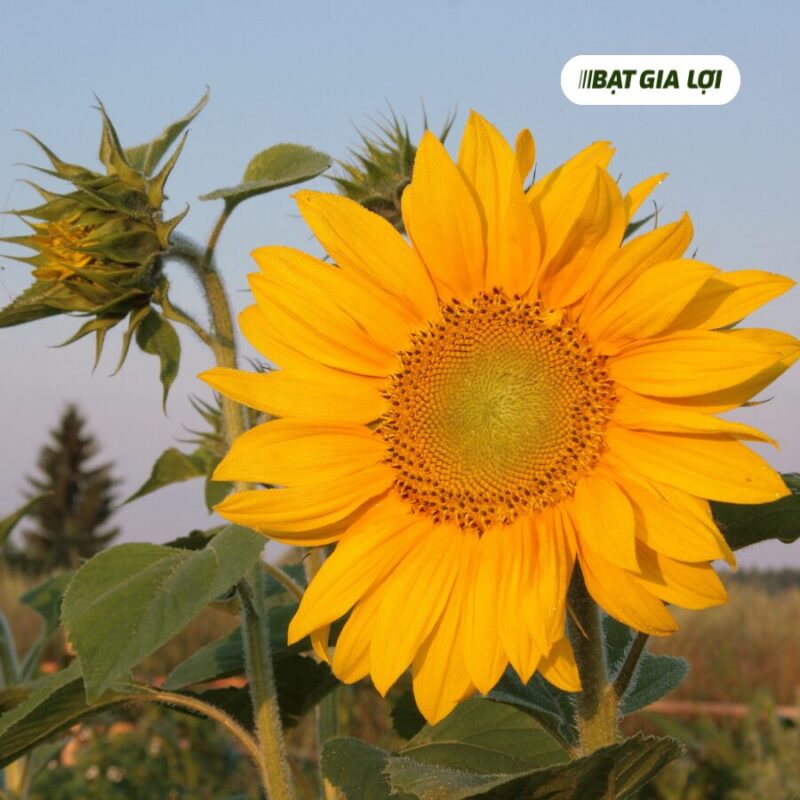 Cách Chăm Sóc Hoa Hướng Dương Lùn Chuẩn Chuyên Gia Tại Nhà