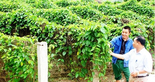 Cách Trồng Cây Thiên Lý Toàn Diện: Kỹ Thuật Chuyên Sâu Đạt Năng Suất Cao