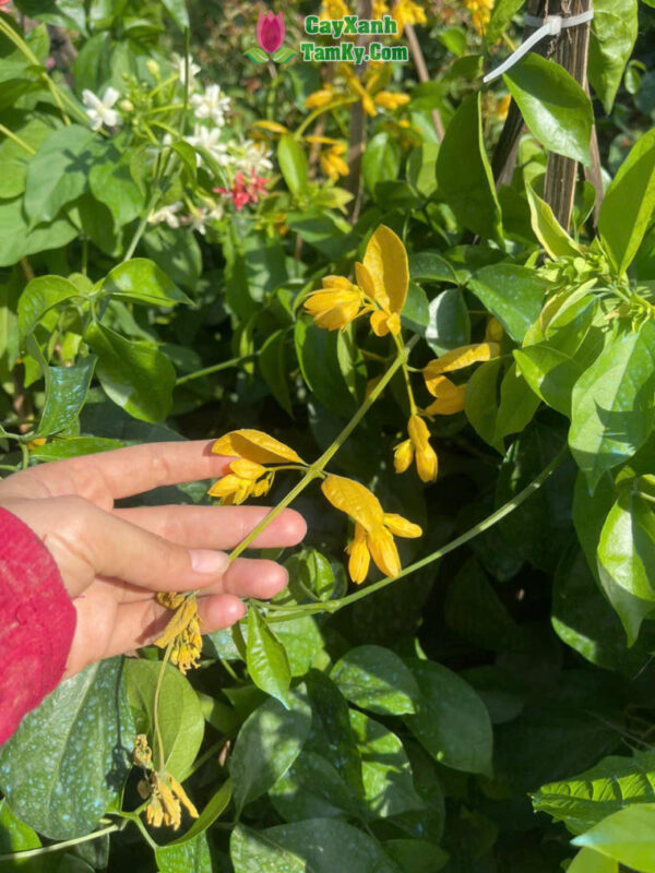 Cách Trồng Hoa Lan Hoàng Dương: Cẩm Nang Chăm Sóc Từ A Đến Z