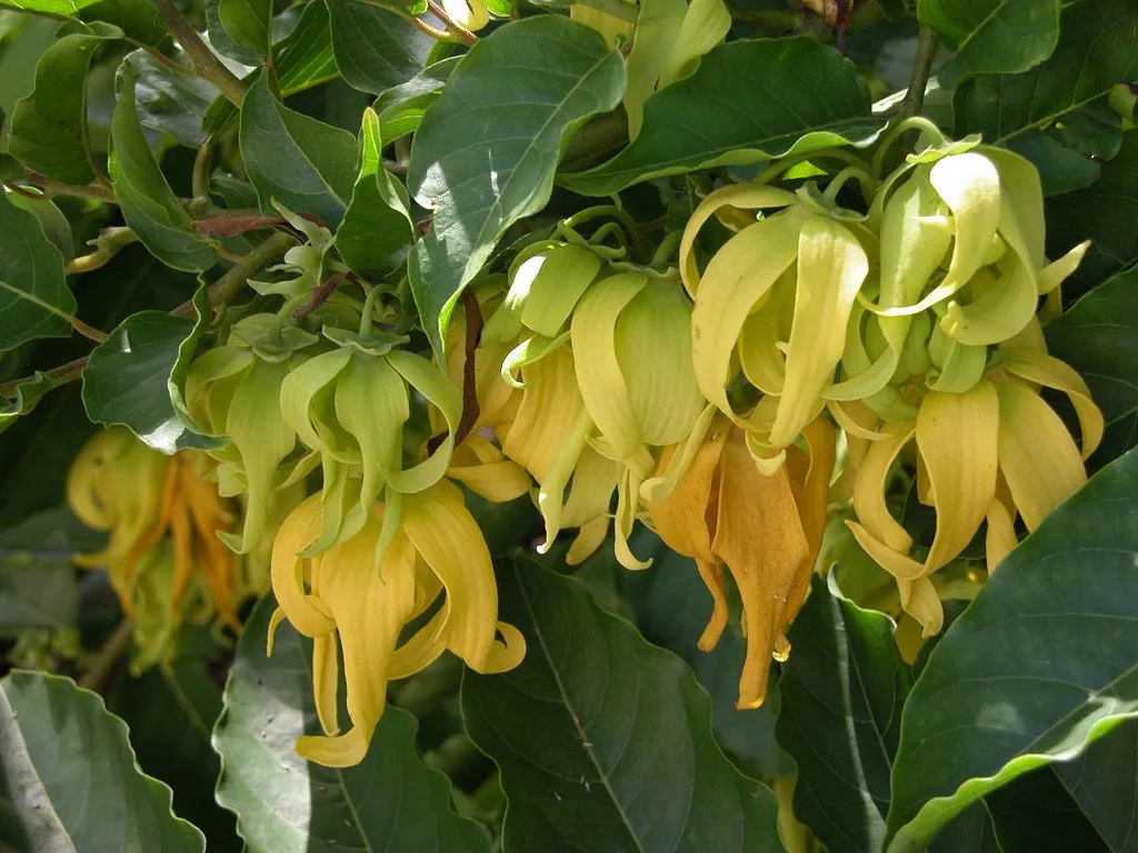 Hoàng Lan dáng cổ thụ, tán lá sum suê trước nhà