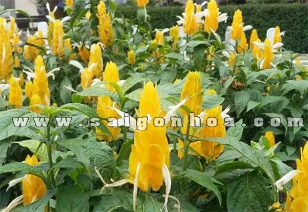 Hoàng Long Ngọc được trồng bởi Sài Gòn Hoa