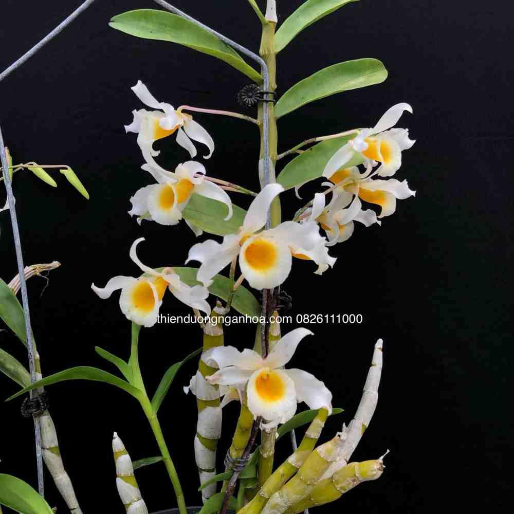 Cách Trồng Hoa Lan Hoàng Phi Hạc Đúng Kỹ Thuật Cho Người Mới Bắt Đầu