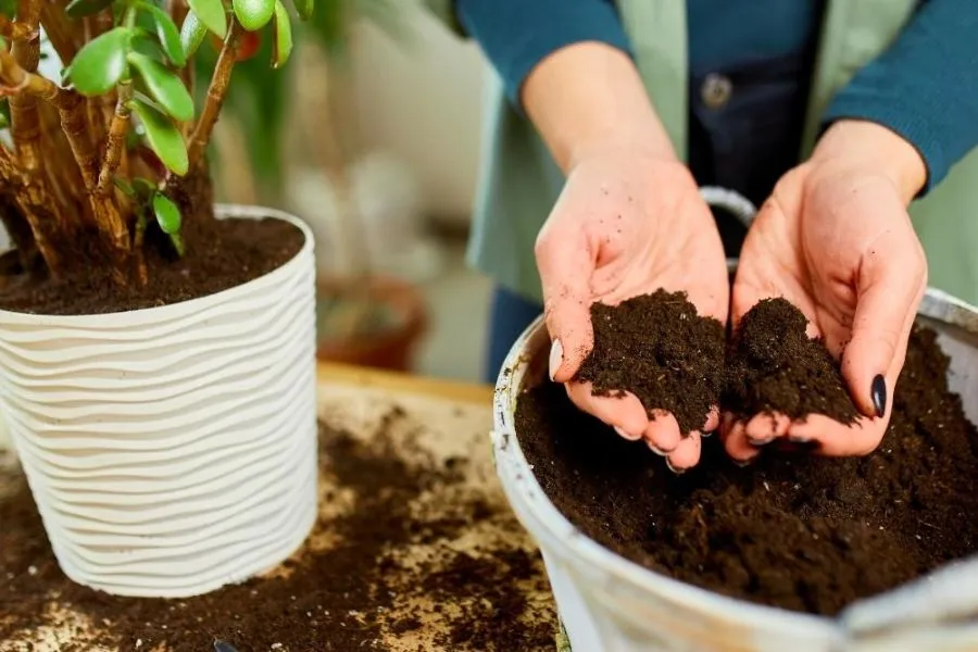 Hỗn hợp đất chuyên dụng (soilmix) cho cây mọng nước bao gồm cát và đá trân châu