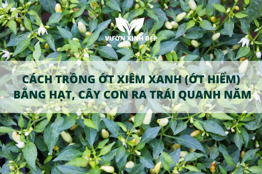 hỗn hợp đất trồng tơi xốp giàu dinh dưỡng và bầu ươm chuẩn bị gieo hạt na giống chất lượng