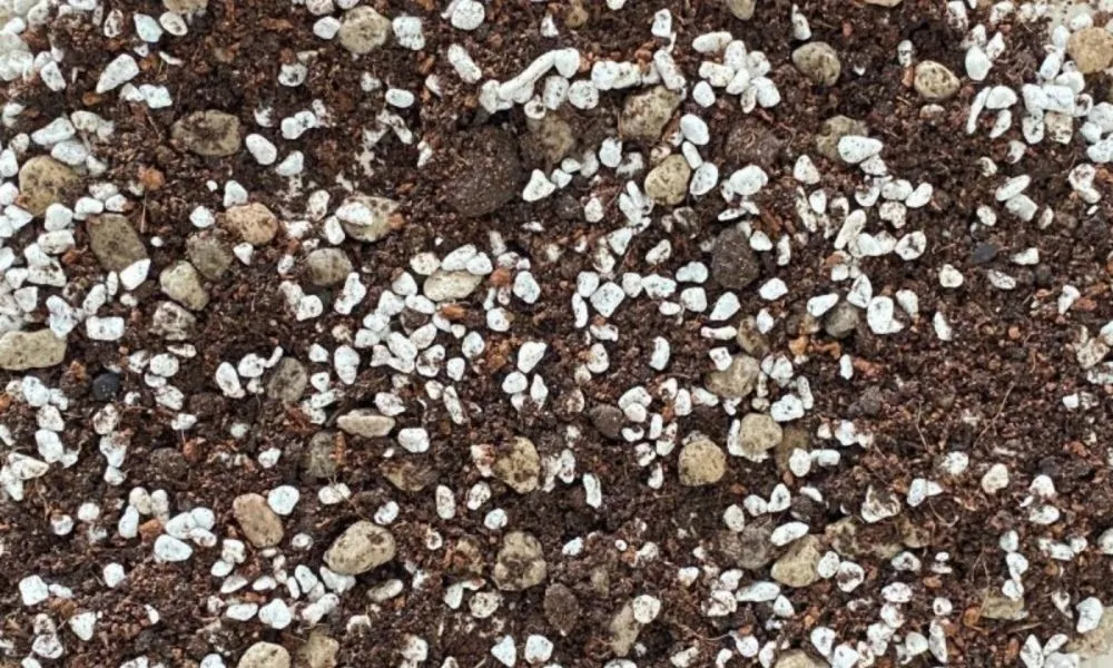 Hỗn hợp giá thể và đất trồng cây sen đá tơi xốp, thoát nước tốt