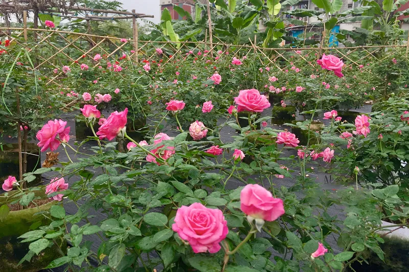 Hồng cổ chỉ có một màu hồng cánh sen