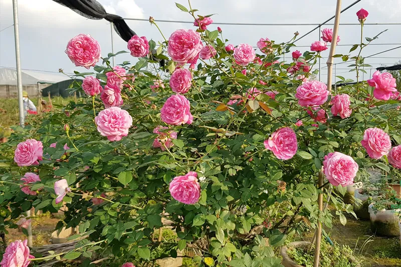 Hồng cổ Sapa loại hồng quý ở nước ta