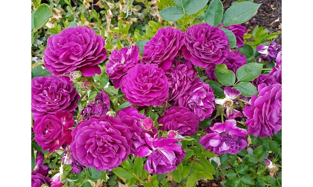 Hồng leo Pháp Tuyền Bích có màu tím bí ẩn