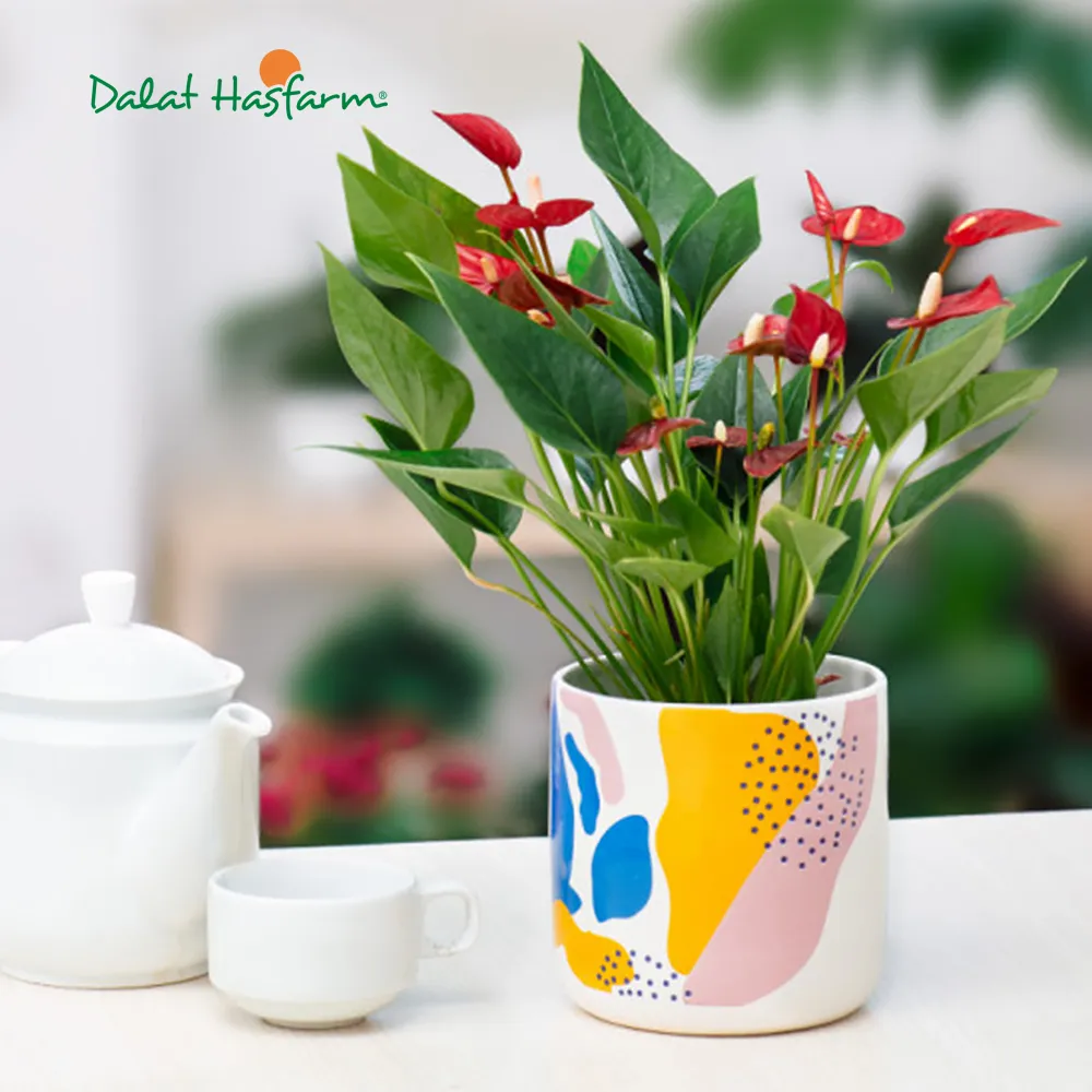 Hồng Môn là loại cây giúp không khí trong lành