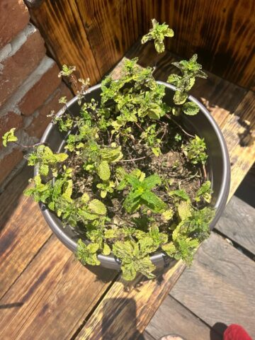 Cách Chăm Sóc Cây Roi Từ A Đến Z Cho Năng Suất Cao