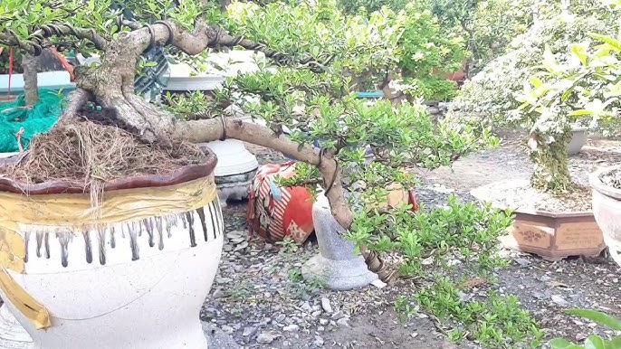 Cách Chăm Sóc Cây Hải Châu Bonsai Toàn Diện Từ A Đến Z