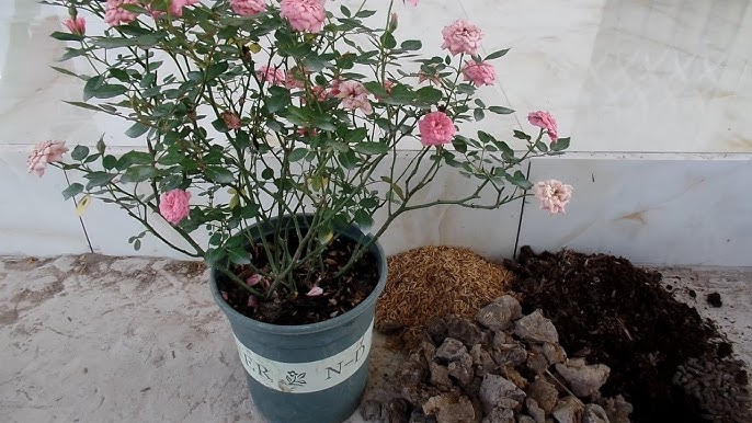 Cách Chăm Sóc Hoa Hồng Tỉ Muội Chi Tiết: Bí Quyết Nở Hoa Quanh Năm