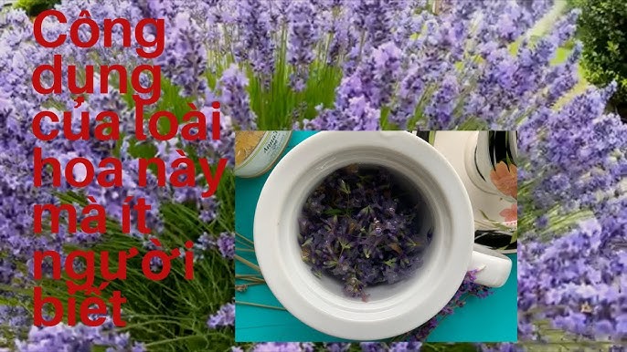 cách trồng và chăm sóc hoa oải hương Chuyên Sâu: Hướng Dẫn Toàn Diện Từ A-Z