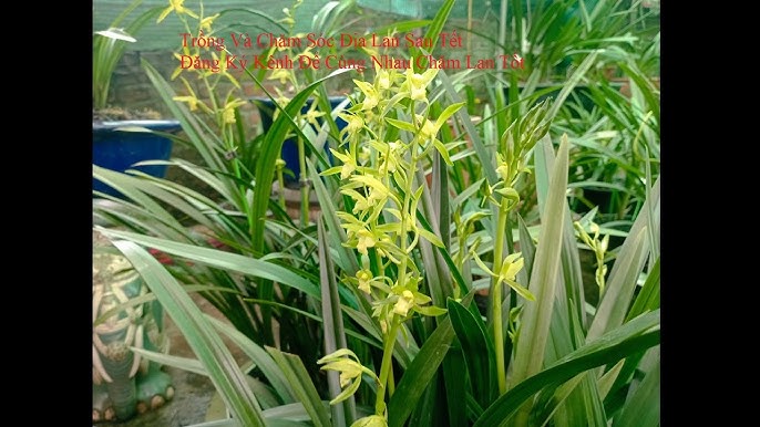 Cách Chăm Hoa Địa Lan Phục Hồi Sau Tết Và Kích Thích Ra Hoa Vụ Sau
