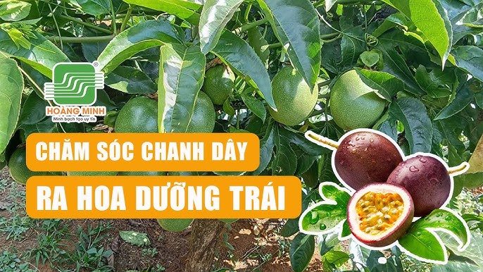 Cách Chăm Sóc Cây Chanh Leo Chuẩn Kỹ Thuật Giúp Đạt Năng Suất Cao Bền Vững