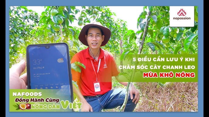 Cách Chăm Sóc Cây Chanh Leo Chuẩn Kỹ Thuật Giúp Đạt Năng Suất Cao Bền Vững