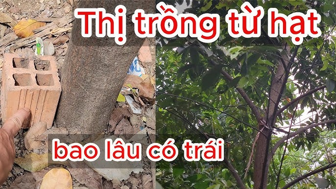 Cách Trồng Cây Thị Từ Hạt Đạt Tỷ Lệ Nảy Mầm Cao Nhất