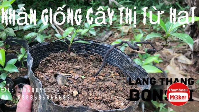 Cách Trồng Cây Thị Từ Hạt Đạt Tỷ Lệ Nảy Mầm Cao Nhất