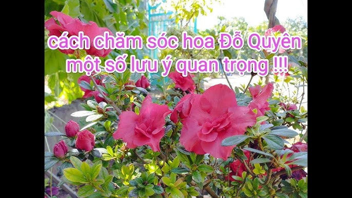 Cách Chăm Sóc Cây Đỗ Quyên Sau Tết Phục Hồi Sức Sống