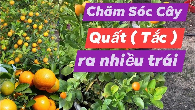 Cách Chăm Sóc Hoa Sen Cảnh Trong Chậu Nở Hoa Quanh Năm