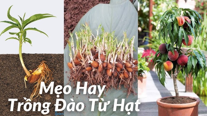 Cách Trồng Cây Đào Từ Hạt: Hướng Dẫn Chi Tiết Từ A Đến Z