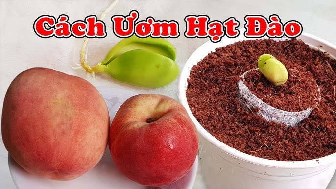 Cách Trồng Cây Đào Từ Hạt: Hướng Dẫn Chi Tiết Từ A Đến Z