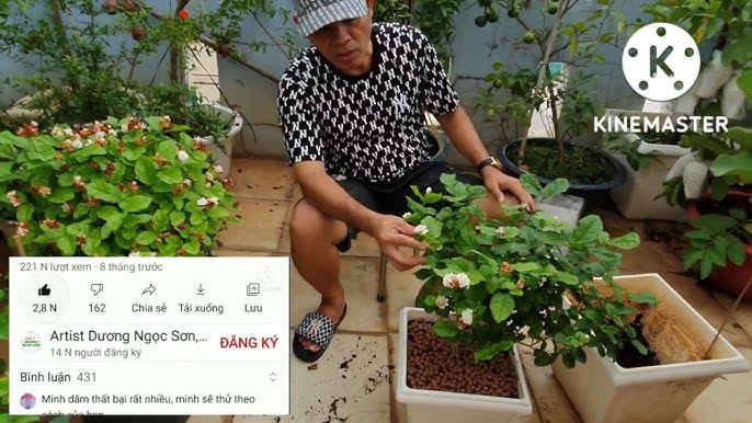 Cách Chăm Sóc Hoa Nhài Trong Chậu: Bí Quyết Đơn Giản Cho Cây Ra Hoa Quanh Năm