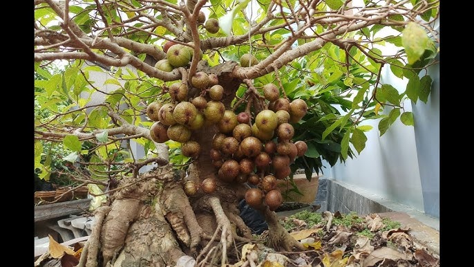 Cách Trồng Cây Bồ Hòn Chi Tiết Từ Hạt Cho Năng Suất Cao