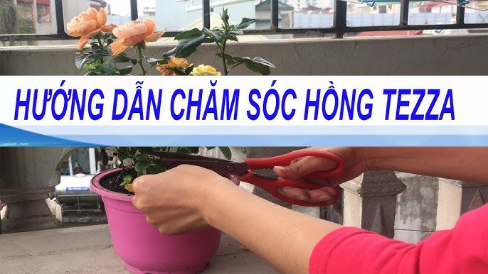 Cách Chăm Sóc Hoa Hồng Tezza Toàn Diện Từ A Đến Z Cho Người Mới Bắt Đầu
