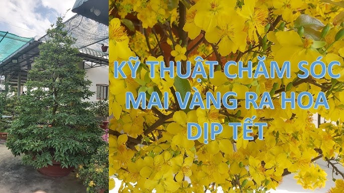 cách Chăm Sóc Cây Mai Vàng Ra Hoa Đúng Tết: Kỹ Thuật Đột Phá Của Chuyên Gia