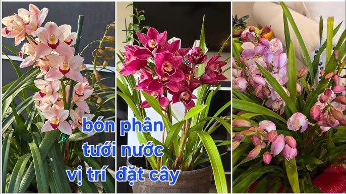 Cách Trồng Hoa Địa Lan Santo Đạt Chuẩn Chuyên Gia và Bí Quyết Kích Hoa Đúng Dịp Tết