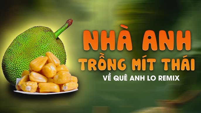 Cách Trồng Và Chăm Sóc Cây Mít Thái Đạt Năng Suất Cao Nhất