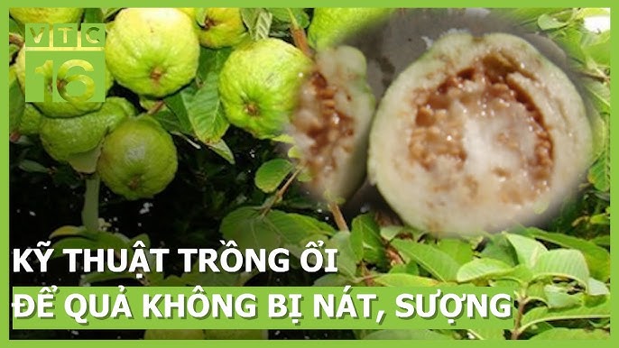 Cách Trồng Cây Ổi: Kỹ Thuật Toàn Diện Từ A Đến Z