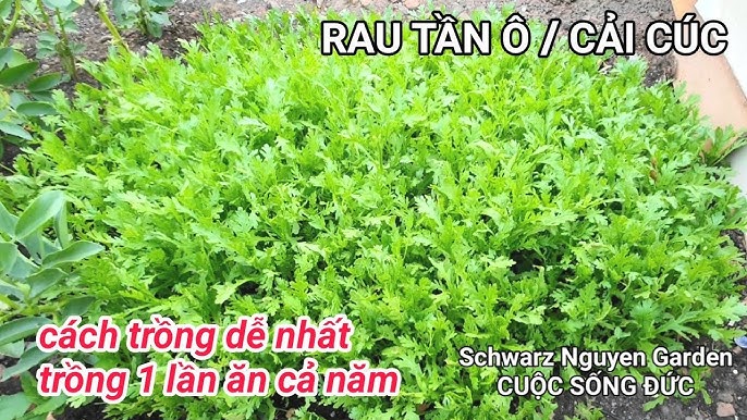 Cách Trồng Cây Tần Ô Toàn Diện Từ Gieo Hạt Đến Thu Hoạch