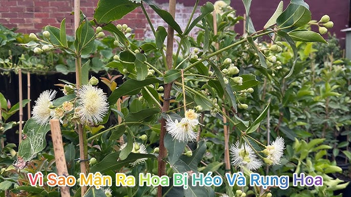 Cách Trồng Cây Khôi Tía Hiệu Quả Và Chăm Sóc Đúng Kỹ Thuật