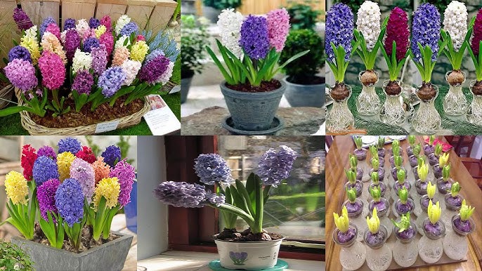 Cách Trồng Củ Hoa Dạ Lan Hương Chi Tiết Từ A Đến Z Đạt Chuẩn Chuyên Gia