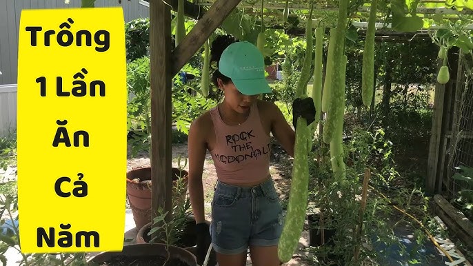 Cách Chăm Sóc Cây Bầu Đạt Năng Suất Cao Từ Gieo Hạt Đến Thu Hoạch