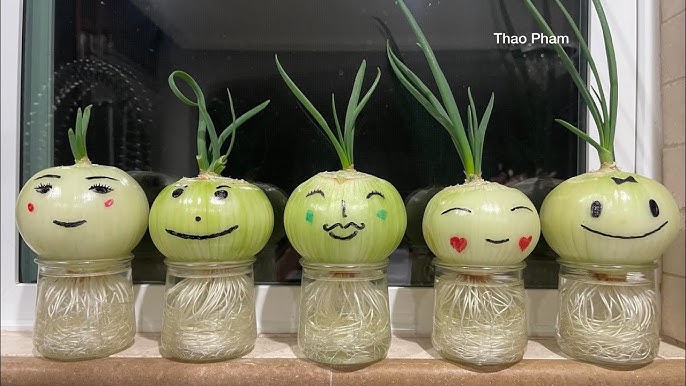 Cách Trồng Cây Khoai Lang Làm Cảnh Chi Tiết Nhất Tại Nhà