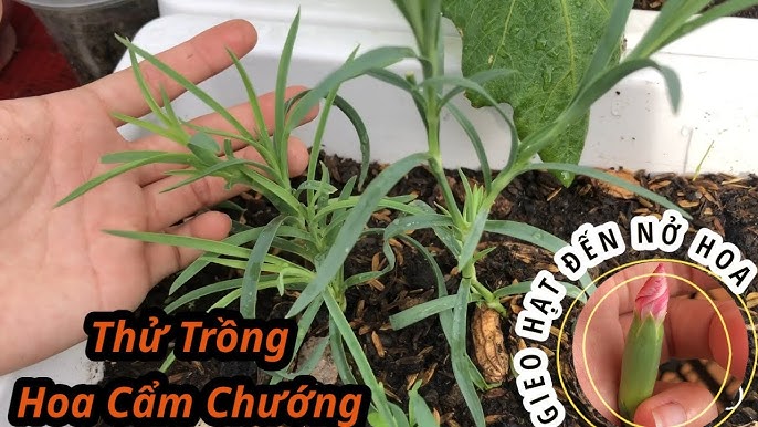 Cách Trồng Hoa Cẩm Chướng Kép Đạt Chuẩn Kỹ Thuật Và Chăm Sóc Đúng