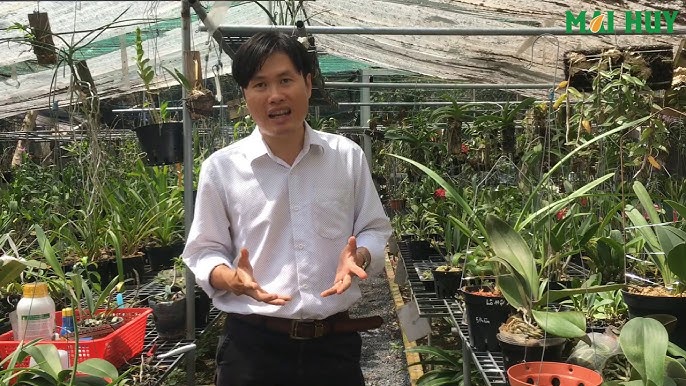 Cách Trồng Hồ Điệp Ra Hoa Tết: Hướng Dẫn Kỹ Thuật Chuyên Sâu Từ A Đến Z