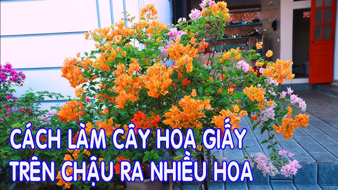 Cách Chăm Hoa Giấy Ra Hoa Quanh Năm Cho Người Mới Bắt Đầu
